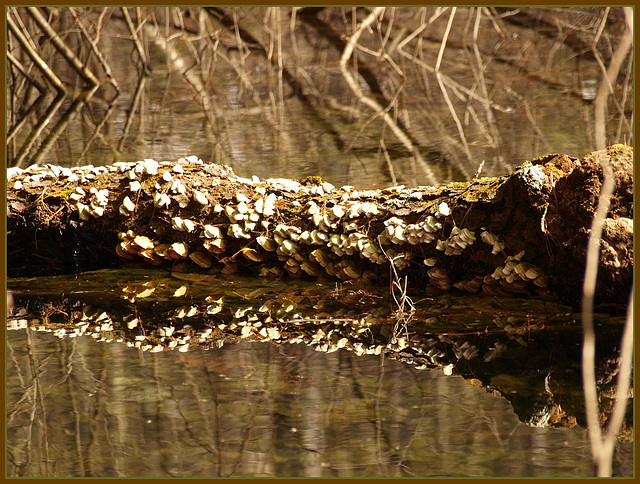 fungal reflections