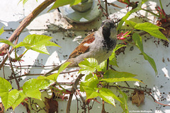 Spatz im Wein (Wilhelma)