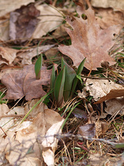 tulips emerging