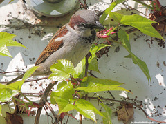 Spatz im Wein (Wilhelma)