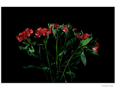 Alstroemeria Red on Black