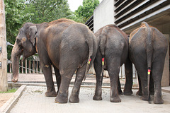 Elefanten zeigen Flagge II (Wilhelma)