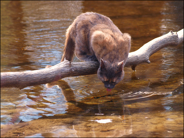 out on a limb