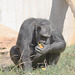 Schimpansin beim Essen (Heidelberg)