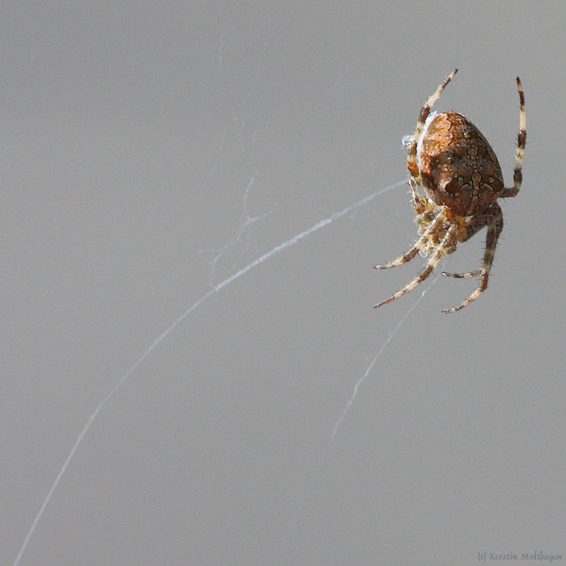 Spinne (Zoo Karlsruhe)