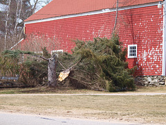 my neighbor's tree