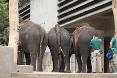 Elefanten zeigen Flagge I (Wilhelma)