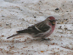 Male Common Redpoll