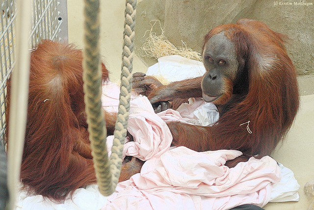 Orang-Utans (Heidelberg)