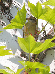 Spatz im Wein (Wilhelma)