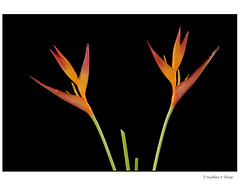 Bird of Paradise on Black 2