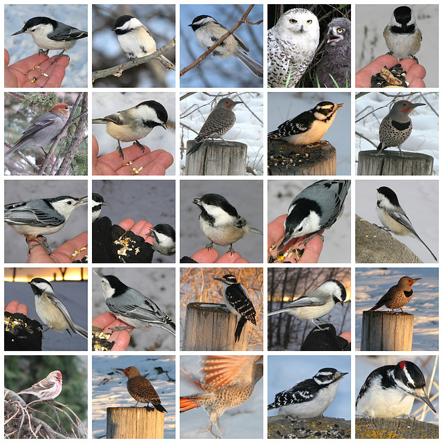 Birds of Alberta 2, page 1