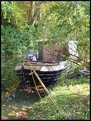 leafy mooring