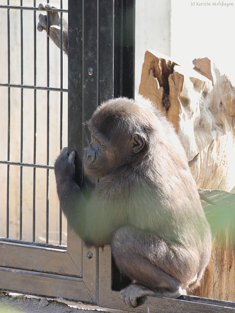 Gorillamädchen Kiki (Heidelberg)