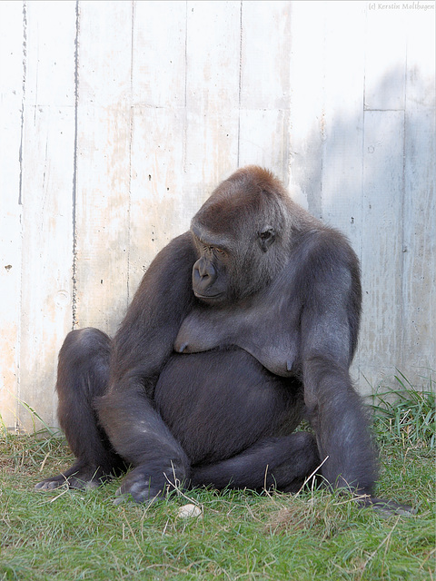 Gorillafrau (Heidelberg)