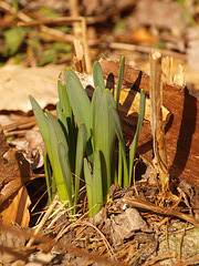 daffodils