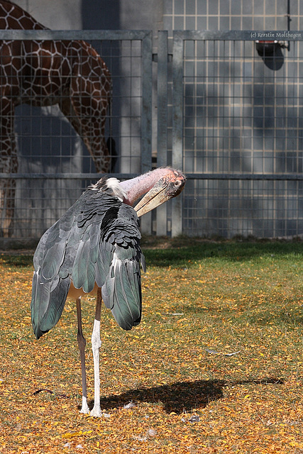 Marabu (Zoo Karlsruhe)