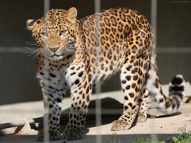 Chinesischer Leopard (Zoo Karlsruhe)