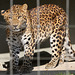 Chinesischer Leopard (Zoo Karlsruhe)