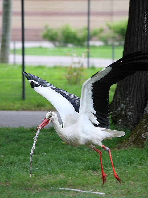 Schlägt mit Flügeln flapperdiflapp ... (Wilhelma)