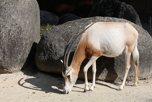 Säbelantilope (Zoo Karlsruhe)