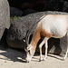 Säbelantilope (Zoo Karlsruhe)