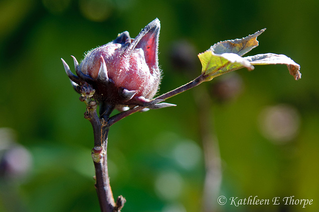 Roselle in Bokeh