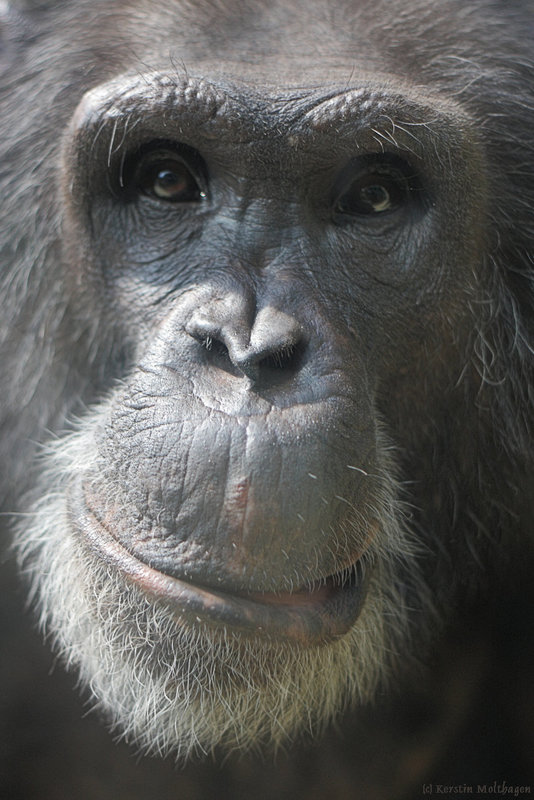 Mein besonderer Freund Henry (Zoo Heidelberg)