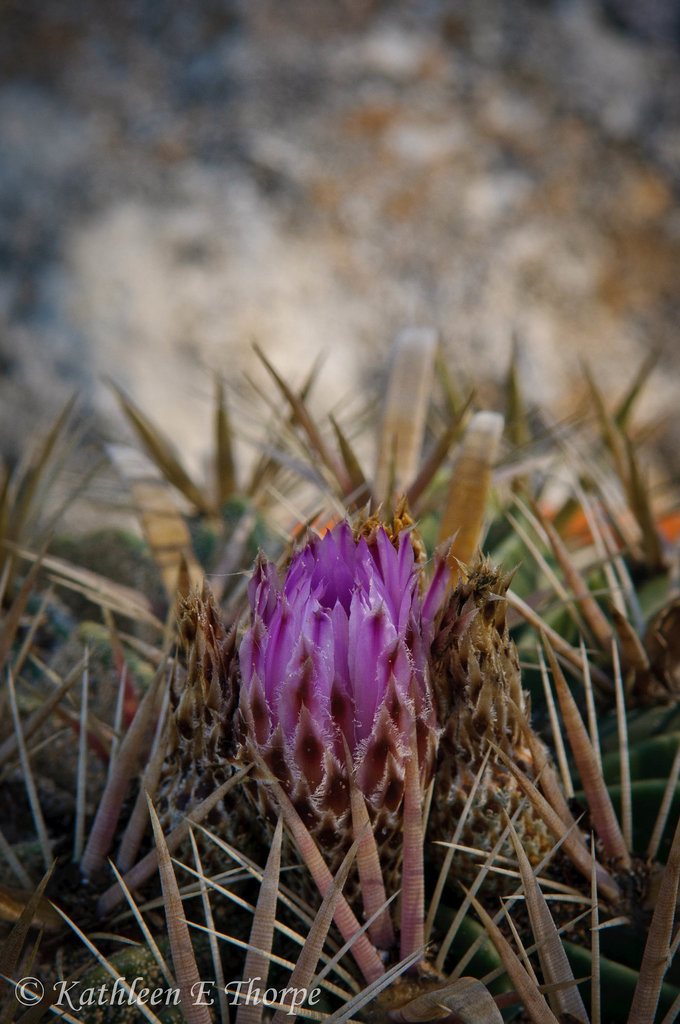 Blooming Barrel Cactus and Bokeh Macro