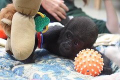 Gorillababy Tebogo (Wilhelma)