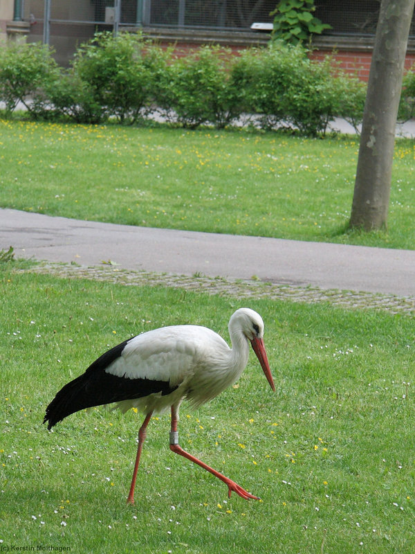 Storch (Wilhelma)