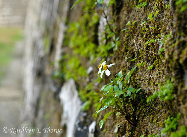 Castillo de San Marcos Wall - This proves I will shoot anything that isn't moving ... {:o)