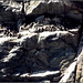 Ledges at South Stack