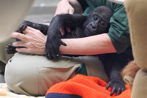 Gorillababy Tebogo (Wilhelma)