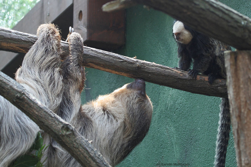 Unheimliche Begegnung... (Zoo Heidelberg)