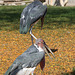 Marabus (Zoo Karlsruhe)