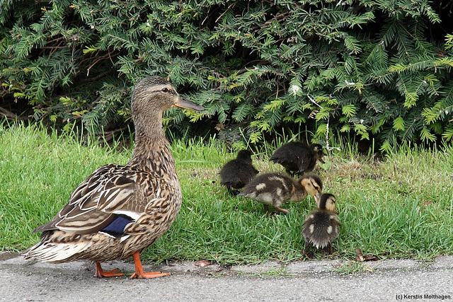 Familie Stockente (Wilhelma)