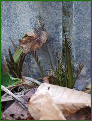 horseradish rising