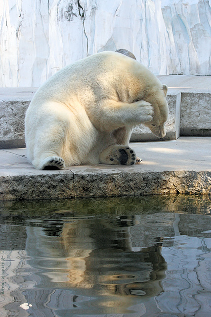 Eisbär (Zoo Karlsruhe)