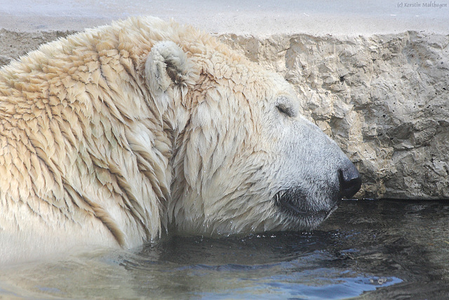 Eisbär (Zoo Karlsruhe)