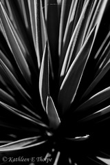 Palm in black and white