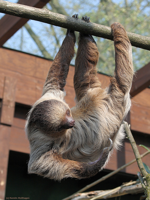 Faultier (Zoo Heidelberg)