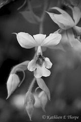 Orchids in Black and White