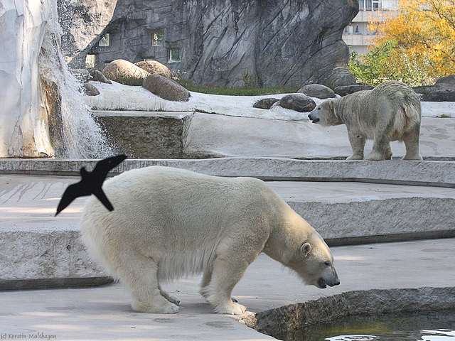 Eisbären (Zoo Karlsruhe)