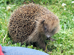 Igel (Wilhelma)