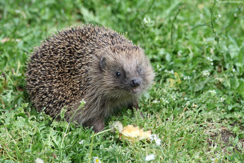 Igel (Wilhelma)