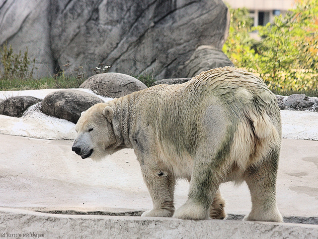 Eisbär (Zoo Karlsruhe)