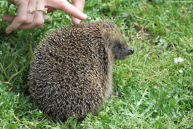 Igel (Wilhelma)