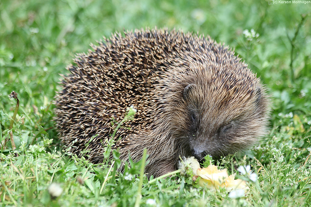 Igel (Wilhelma)