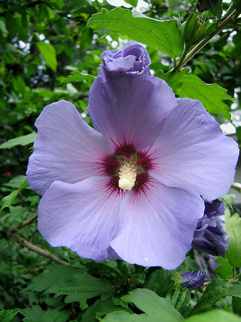 Hibiskusblüte (Zoo Heidelberg)